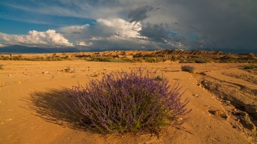 Clouds in the Desert with Flowers. , Arizona