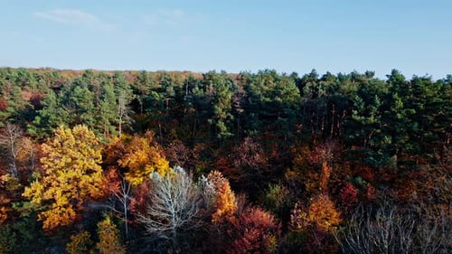 Early Autumn in Forest Aerial Top View