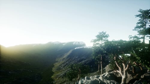 Sun Beams Through Trees