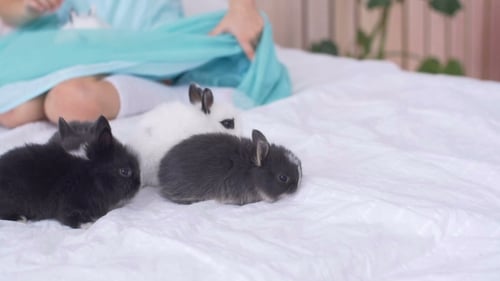 Girl Plays with Rabbits on Bed at Home