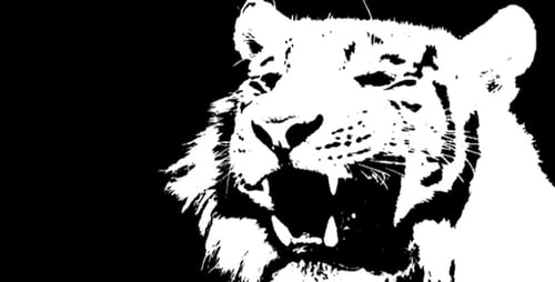 White Tiger - Silhouette Loop