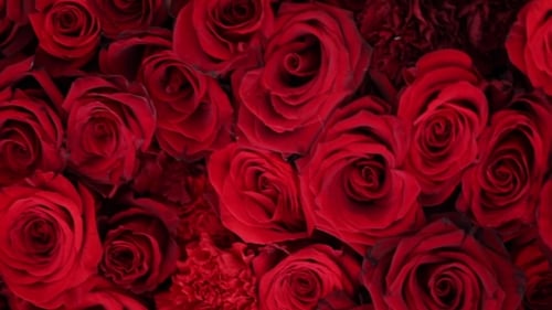 Natürlicher roter Rosen-Hintergrund