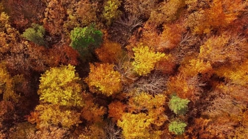 Flight over Autumn Forest