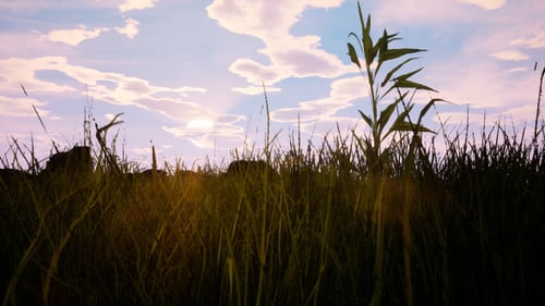 Sunrise Over Lush Green Grass Field Time-Lapse