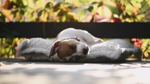 Jack Russel Terrier Schlafender Welpe