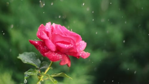 Rote Rose unter den Tropfen