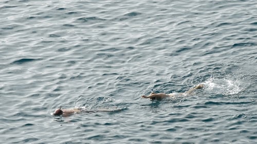 Snorkels Swimming in a Blue Sea