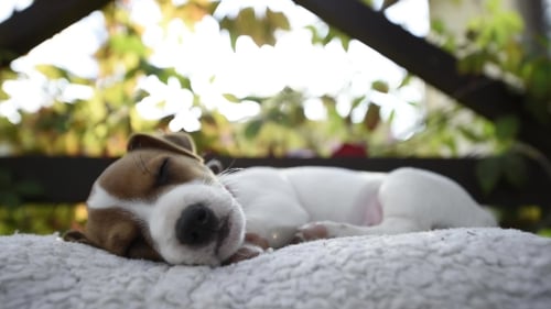 Jack Russell Puppy Napping on White Bed