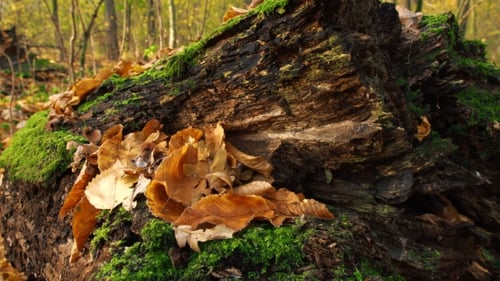 Moosiges Holz