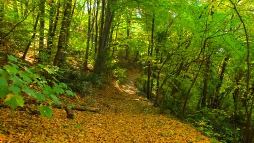 Herbststraße im Wald