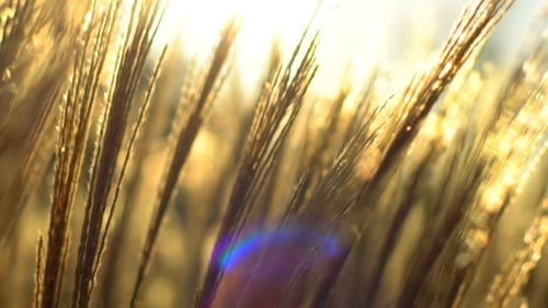 Golden Reeds Swaying in the Sunlight