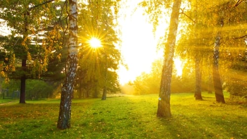 Nebel im Park
