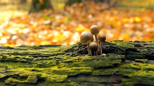 Mushrooms Sprouting on Mossy Log in Autumn Forest