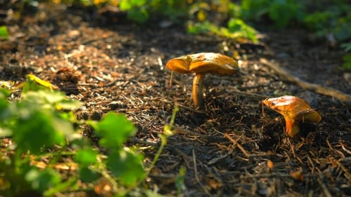 Close-up of Mushrooms Growing in Forest