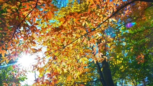 Herbst-Bäume
