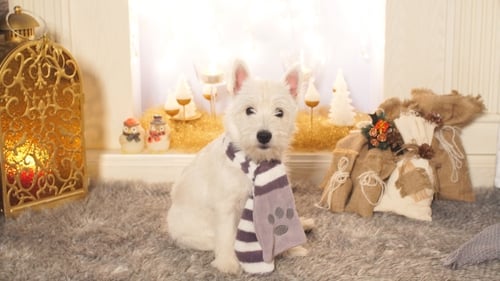 Fluffy Dog Poses with Christmas Decorations