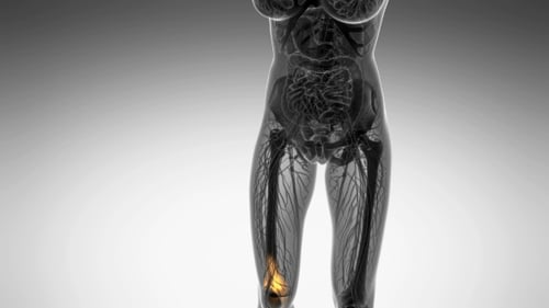 3D Human Leg Anatomy Scan with Pulsing Glowing Flow