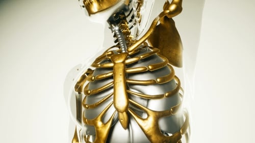 Futuristic 3D Human Anatomy with Metallic Skeleton and Organs
