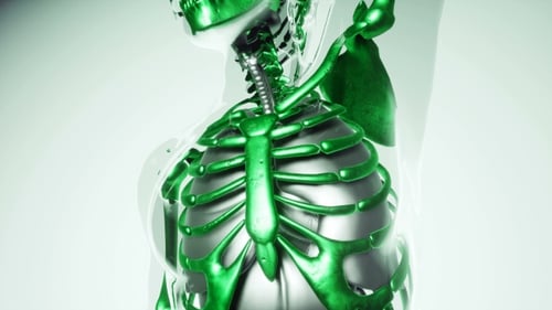 3D Medical Animation of Human Torso Anatomy and Internal Organs