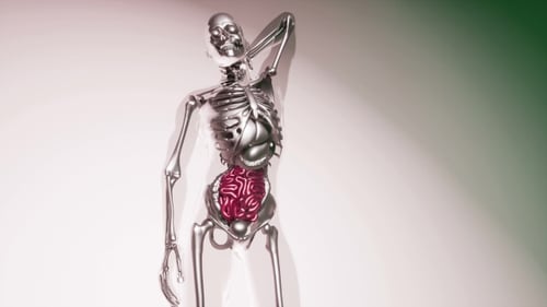 Human Intestine Model with All Organs and Bones