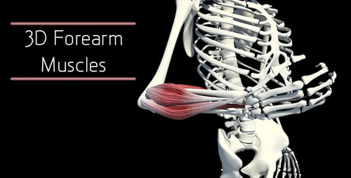 Human Arm Anatomy: Muscles and Skeleton Flexion Animation