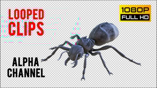 3D Animated Ant Walking Loop