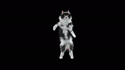 Cat Dancing 4K