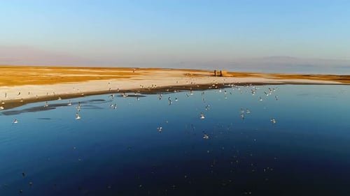 Scenic Beach Landscape with Birds from Aerial View