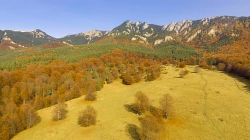 Fly Over Colorful Autumn Forest