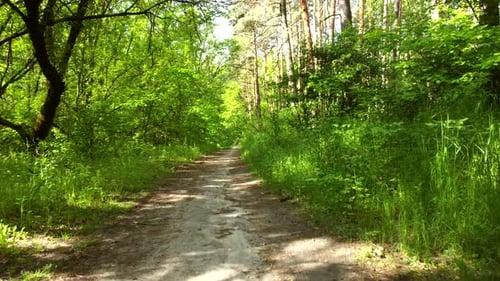 Forêt verte et lumineuse