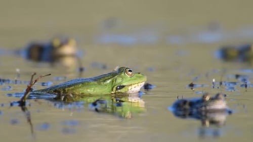 Green Marsh Frog Pelophylax ridibundus croaking on a beautiful light