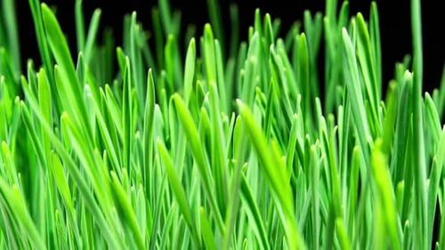 Close-up of Lush Green Grass Against Black