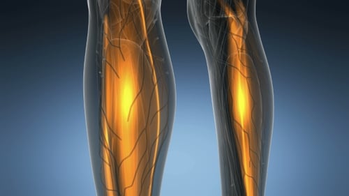 3D Human Muscular System Activation Animation