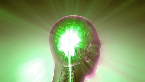 Anatomie des menschlichen Gehirns