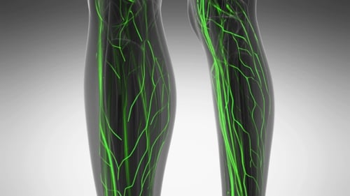 Human Body with Glow Blood Vessels