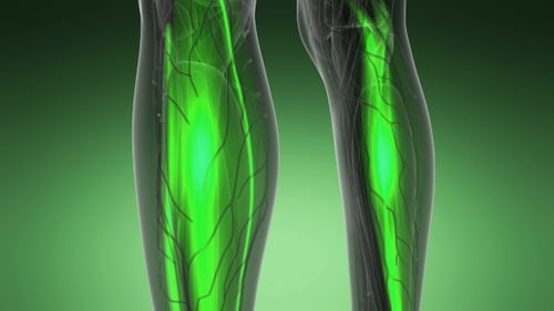 3D Medical Scan of Human Body Muscles for Education