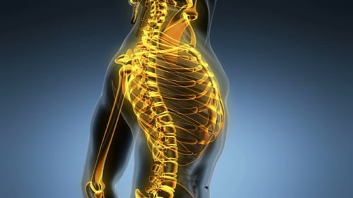 Glowing Human Spine and Nervous System Medical Animation