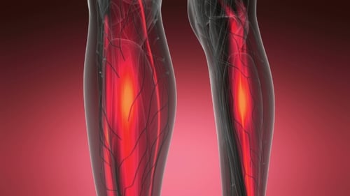 3D Animation of Glowing Human Muscular System