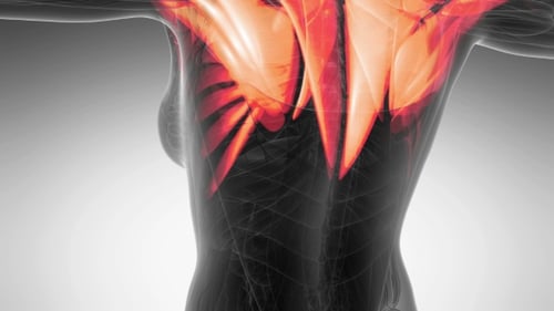 Animated 3D Human Body Muscles Medical Scan