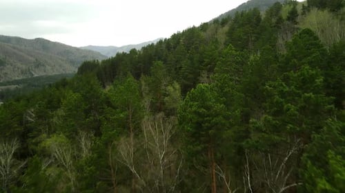 A Lowaltitude Flight Along Green Trees in a Mountainous Landscape