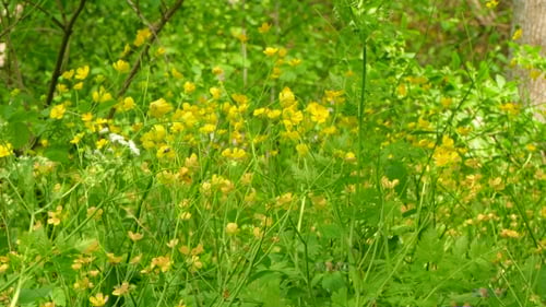 Field of Yellow Flowers in Lush Green Setting