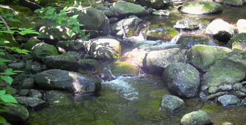 Forest Creek