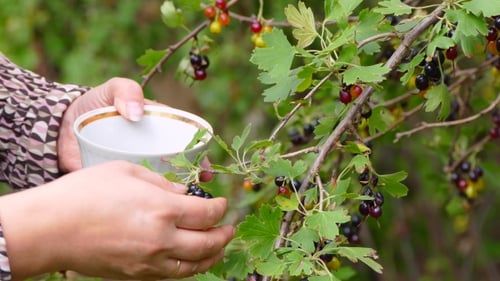 Hands Pick Blackcurrants from Bush into Bowl