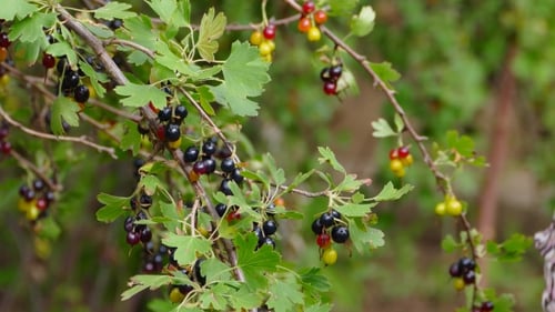 Picking Ripe Blackcurrants into a Mug Outdoors