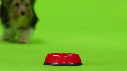 Yorkshire Terrier Eats. Green Screen.
