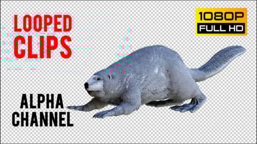 Animated 3D Beaver Walking, Running, and Swimming Loops