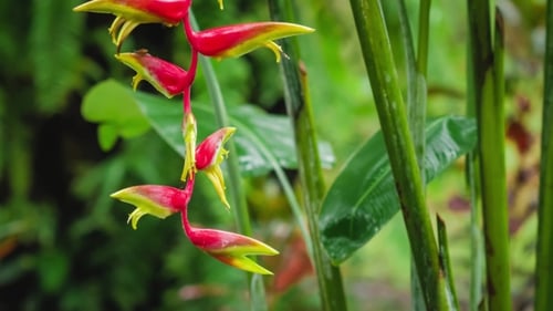 Branche de fleur d'Heliconia rouge sous la pluie de la saison des pluies. Le feuillage des plantes vertes luxuriantes est frappé par la pluie