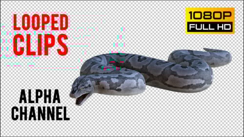 Python 1 Realistic Pack 4