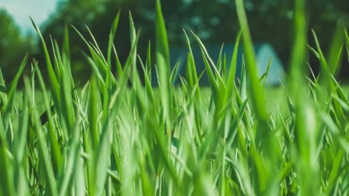 Green Grass, Wind. Blurred Background With House