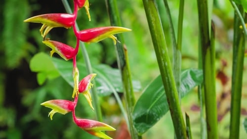 Branche de fleur d'Heliconia rouge sous la pluie de la saison des pluies. Le feuillage des plantes vertes luxuriantes est frappé par la pluie